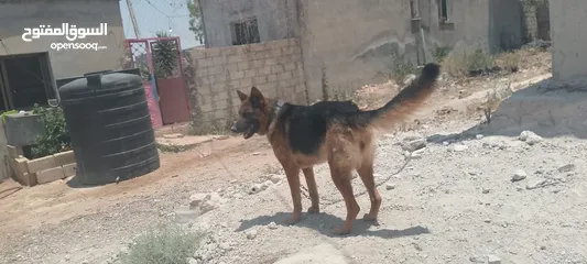 4 كلبه انثى جيرمن