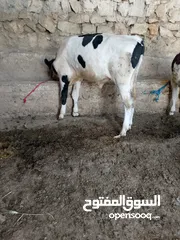  1 عجل العمر 7شهور مفتول لحم قطعه نخب اول