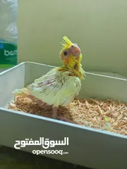  2 فرخ زق يدوي