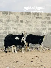  3 جعد نجديات باولادهن