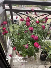  3 Balcony flower plants