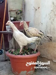  1 طقم بندوق باكستاني