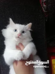  6 قطة للبيع.. شانشيلا مع انجورا