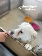  6 كلب لطيف للبيع بسعر ممتاز