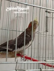  25 يوجد لدي اربع ببغاوات كوكتيل ما في ولا واحد منهم اليف في واحد بس شوي اليف  شاهد الوصف