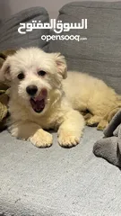  2 Maltese puppy 3 month old