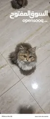  1 قط شيرازي للبيع (انثى)