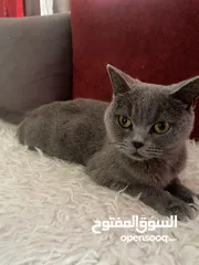  1 قطة سكوتش فولد بسعر مميز