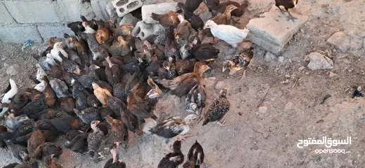  1 صيصان جاج بلدي