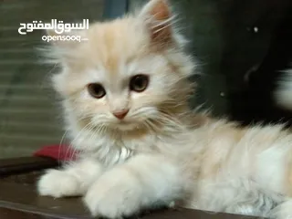  11 بريتش ريد اطراف قصيره لون اشقر شعر طويل وهمالايا تشوكلت بلو بوينت شعر طويل العمر شهرين ونص