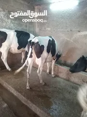  8 ابقار ضحايا للبيع