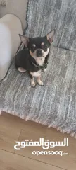  3 Male chihuahua looking for a good home