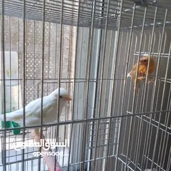  2 ذكور كنار جاهزين عمر سنه ونص وثاني سنه  وروز جاهزين عمر سنه ذكر واثى
