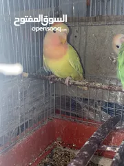  1 ذكر روز شبه جاهز للبيع طفره مميزه صلي عالنبي