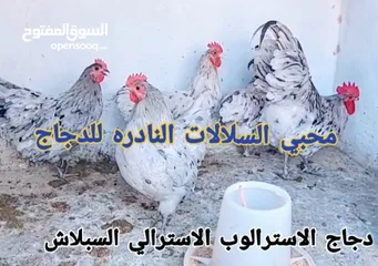  14 بيض مخصب لسلالات الدجاج النادره