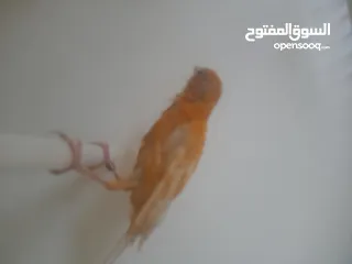 4 طيرتين للبيع حمر