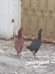  1 زوج دجاج باكستاني سندي