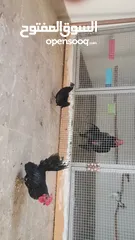 1 للبيع دجاج حبحب زينه