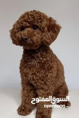  2 Toy Poodle female