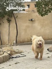  3 كلب هاسكي اصلي الحجم الكبير