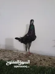  2 جوز منفاخ زرازير