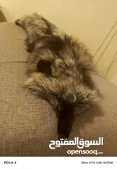  4 فروه silver fox