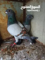  10 15 جواز للبيع مشكلات