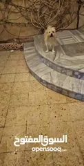  4 كلب ذكر اليف