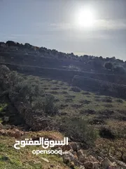 18 مزرعه مثمرهه فواكه مشكله مردود سنوي من 8 إلى 12 الف