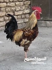  3 ديج شوكي اقرة الوصف