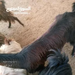  2 عنزه عشار سن رباعيه