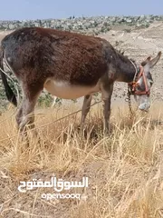  2 جحشه زرقا قطعه حلوه