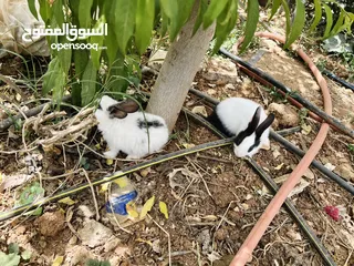  1 10أرانب صغيرة مخلط الاعمار