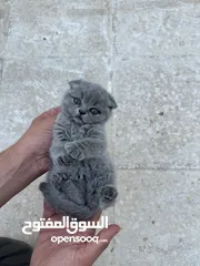  3 قطط سكوتش فولد بيور عمر شهر ونص