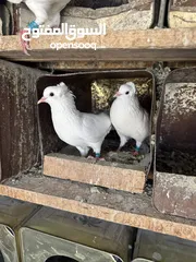 1 حمام قفقازي