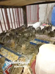  1 فري بياض عمر 50 يوم صحه ونضافه