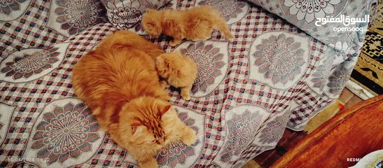  2 قطط شيرازي من المعدوم لون عسلي