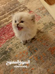  2 كتن هملايا عمر 45 يوم للبيع بسعر مغري