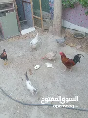  6 دجاج كله بياظ