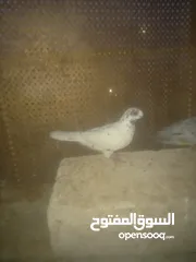  5 11 حبه حمام كوم