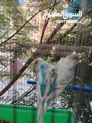  11 طيور حب و روز و فيشر