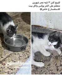  1 قط نثيه لبيع او مراوس