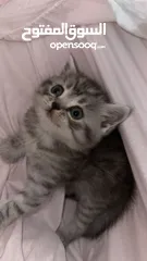  6 Cute small kitten from British Scottish mother and Persian father