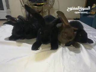  1 أرانب بابيون سلالة صافيه 100%ألوان ساده للبيع