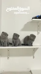  3 scottish fold kittens