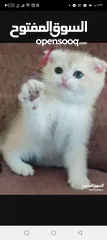  3 ذكر جولدن cy12من عائله مسجله ومستورده