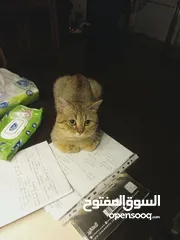  5 قط للتبني لطيف للتزاوج