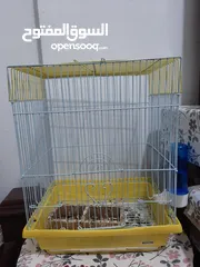  12 2 breeding lover birds need it Gone ASAP (cage included)