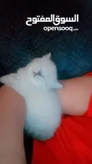  8 بيع قطط برتش