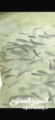  3 سمك بلطي حي Live Tilapia